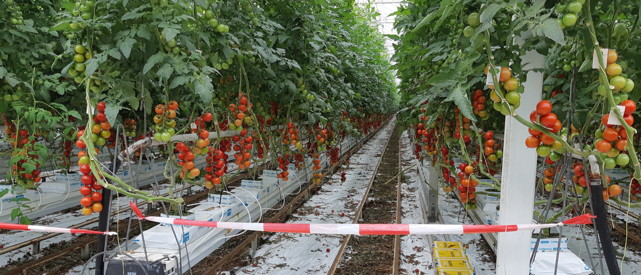 Tomatenplanten met virus